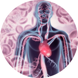 Arteries Require Magnesium to be Healthy
