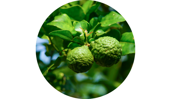 Bergamonte® Citrus Bergamot