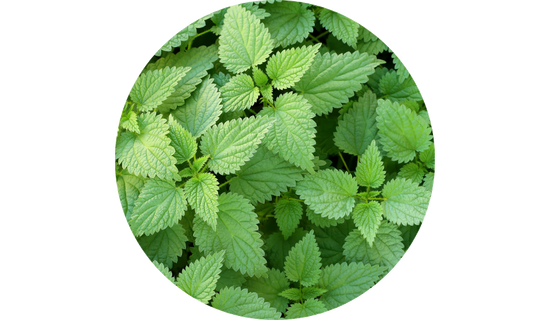 Stinging Nettle Extract